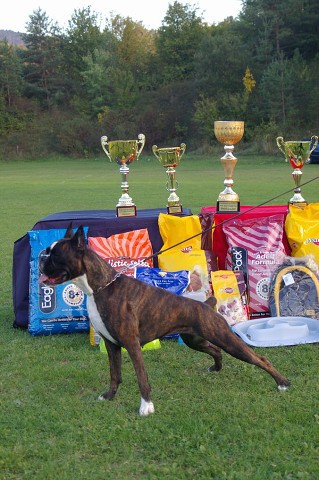 www.boxer-show.eu